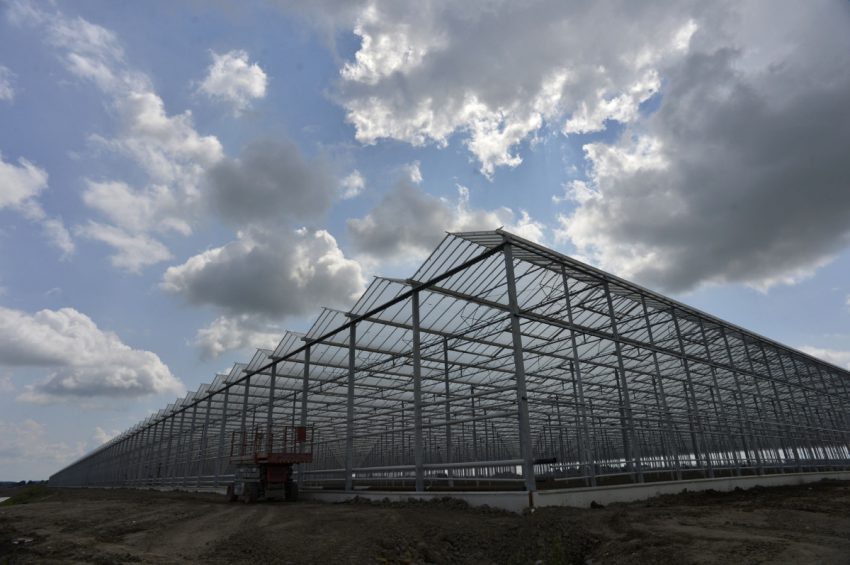 Leamington has more than 1,500 acres of greenhouses, with another 200 acres waiting for municipal approvals.